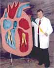 Human+body+anatomy+liver