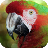 The Circle of Life Live Animal Show for Kids