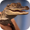 Reptiles Animals School Assembly Show Living Science Education