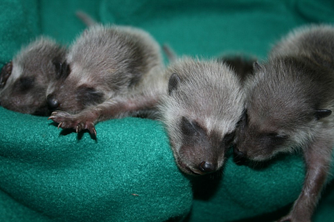 school assemblies   raccoons resized 600