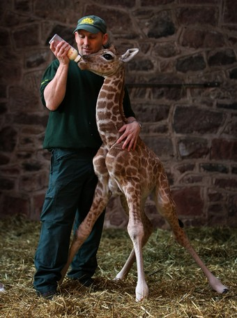 school assemblies giraffe 5 resized 600