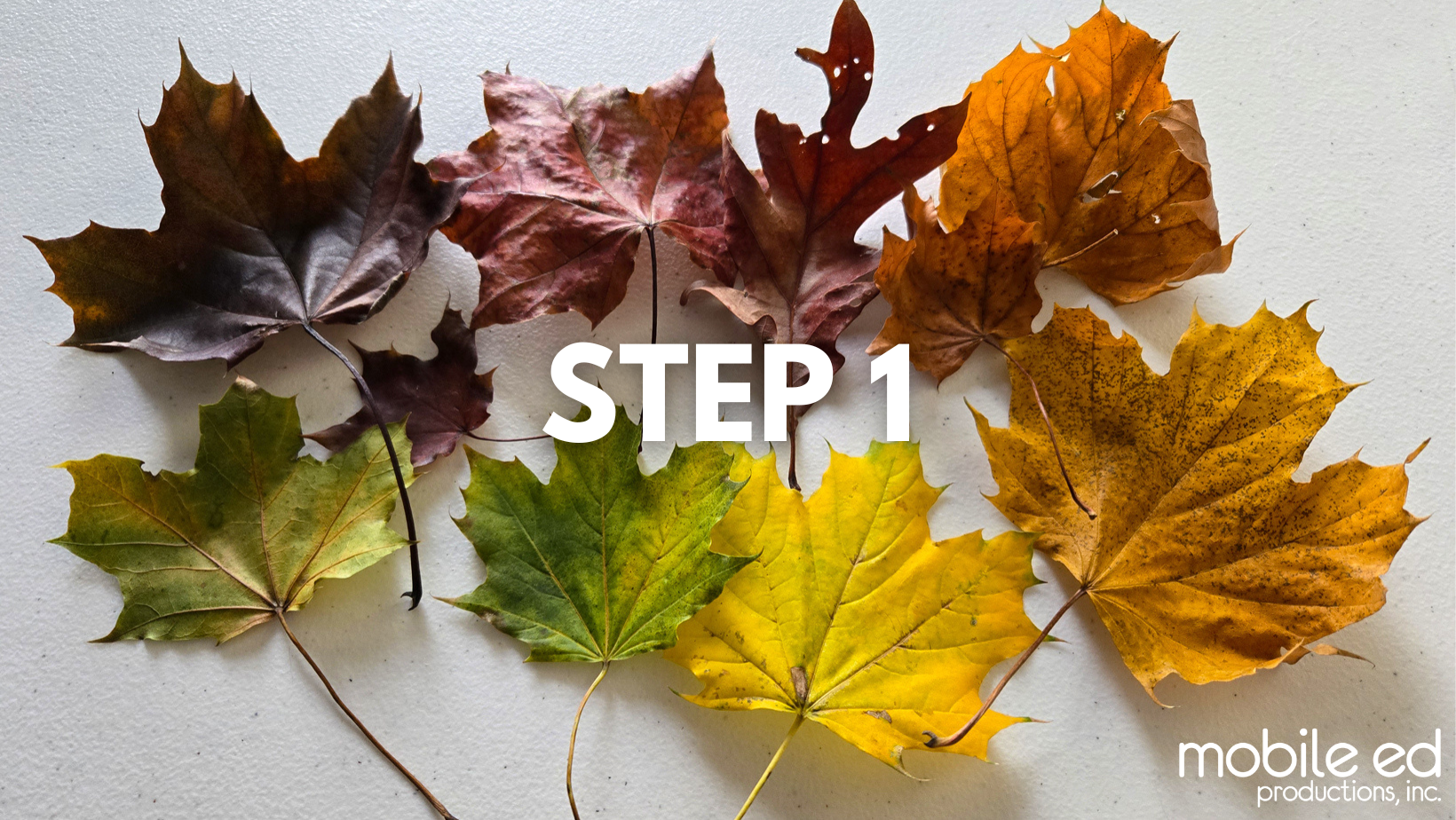 Leaf-Chromatography-Step1