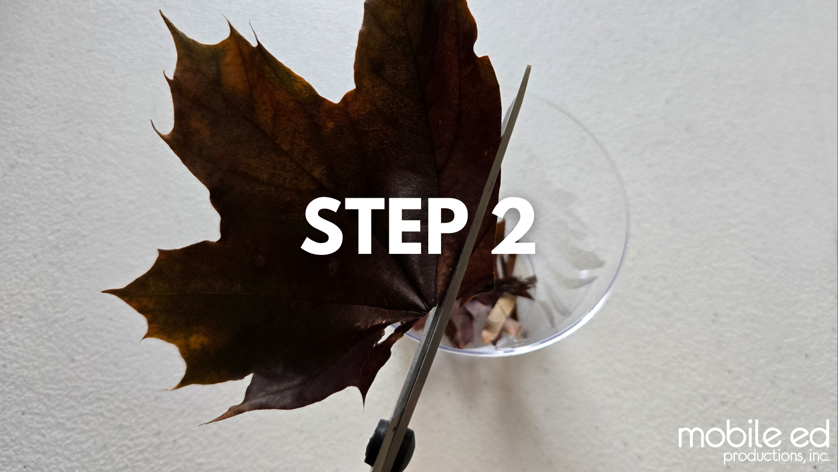 Leaf-Chromatography-Step2