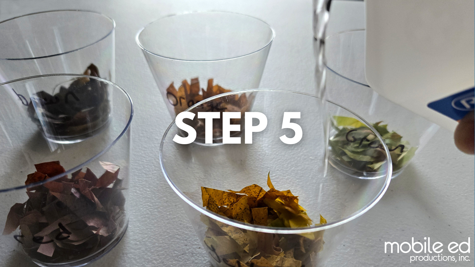 Leaf-Chromatography-Step5