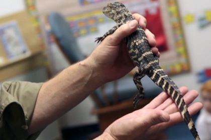 Animals and the Environment school assembly